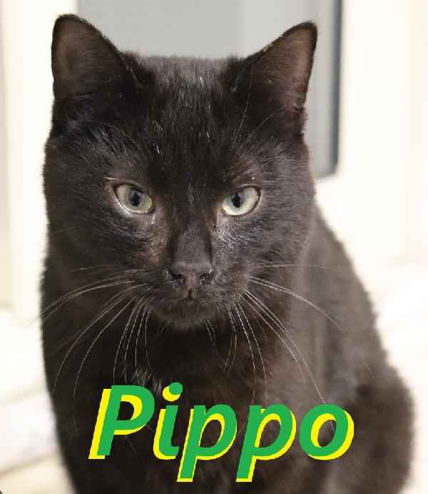 Pippo, Picciotto Meraviglioso